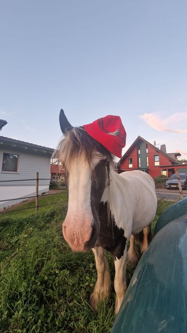 6 Jahre alte Tinkerstute halb  ausgebildet, Jean , Horses For Sale, Neunkirchen seelscheid, Image 8