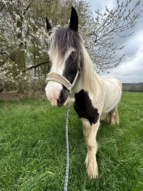 6 Jahre alte Tinkerstute halb  ausgebildet, Jean , Horses For Sale, Neunkirchen seelscheid, Image 10