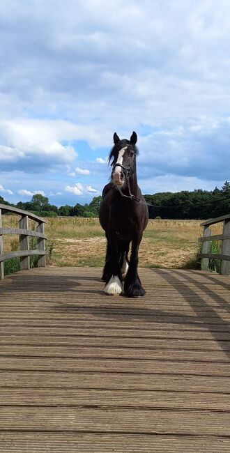 6 jarige tinker merrie super braaf 1,36 groot L2 dressuur, Harry, Horses For Sale, Ter Apel, Image 14