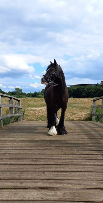 6 jarige tinker merrie super braaf 1,36 groot L2 dressuur, Harry, Horses For Sale, Ter Apel, Image 15