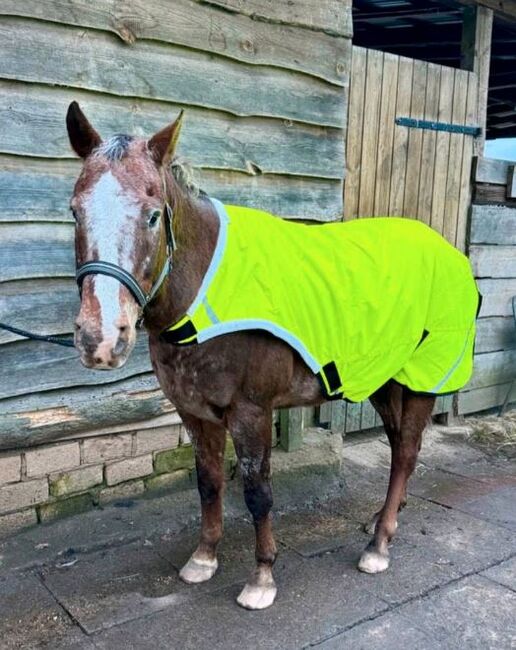 600D Walker Führanlagendecke 125 135 145 155 165 neongelb REFLEX 100g 3000mm, BTS Bywater International Clothing 600D Neon Reflex Walker Führanlagendecke 100g, Reitartikelbörse (Reitartikelbörse - Onlineshop für Wanderreiter), Derki dla konia, Grevenbroich