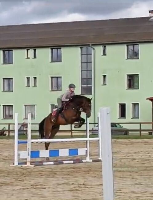 6j. Wallach für Springen und Dressur, Adrienne Bartos, Horses For Sale, Karlovy Vary, Image 8