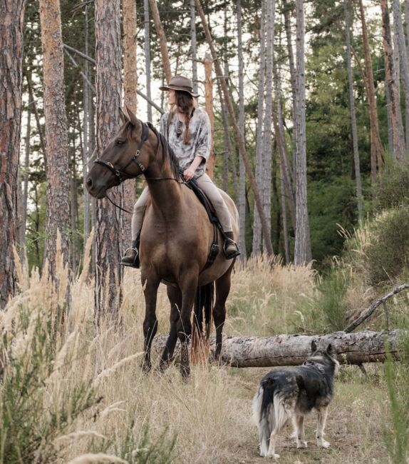 6yo PRE/Hannover mix gelding Lord of Peace, Laima Piliņa, Horses For Sale, Bauska