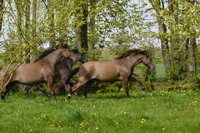 6yo PRE/Hannover mix gelding Lord of Peace, Laima Piliņa, Konie na sprzedaż, Bauska, Image 2