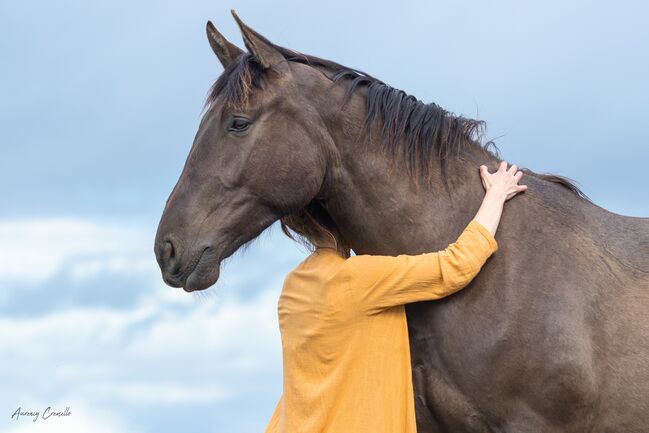 6yo PRE/Hannover mix gelding Lord of Peace, Laima Piliņa, Konie na sprzedaż, Bauska, Image 5