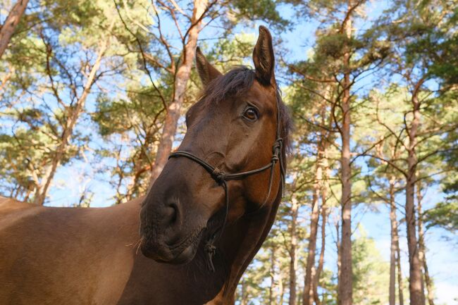 6yo PRE/Hannover mix gelding Lord of Peace, Laima Piliņa, Konie na sprzedaż, Bauska, Image 8