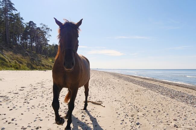 6yo PRE/Hannover mix gelding Lord of Peace, Laima Piliņa, Konie na sprzedaż, Bauska, Image 10