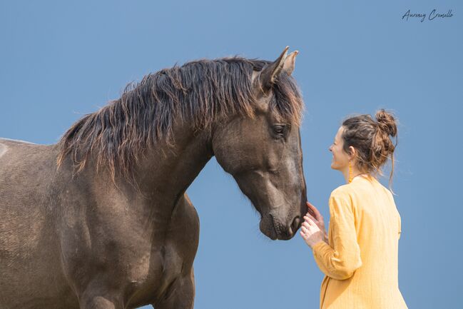 6yo PRE/Hannover mix gelding Lord of Peace, Laima Piliņa, Konie na sprzedaż, Bauska, Image 11