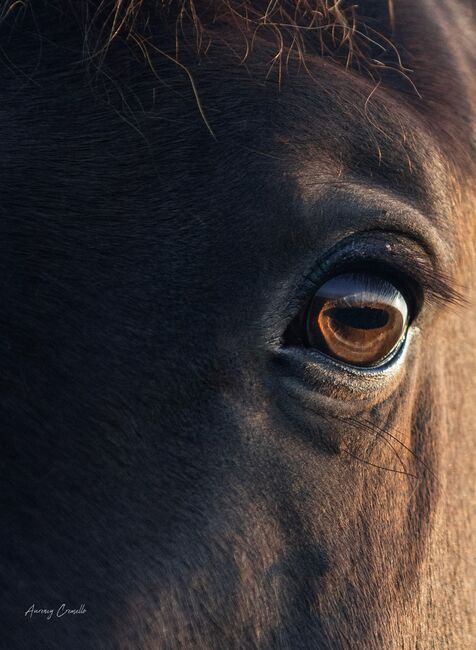 6yo PRE/Hannover mix gelding Lord of Peace, Laima Piliņa, Konie na sprzedaż, Bauska, Image 12