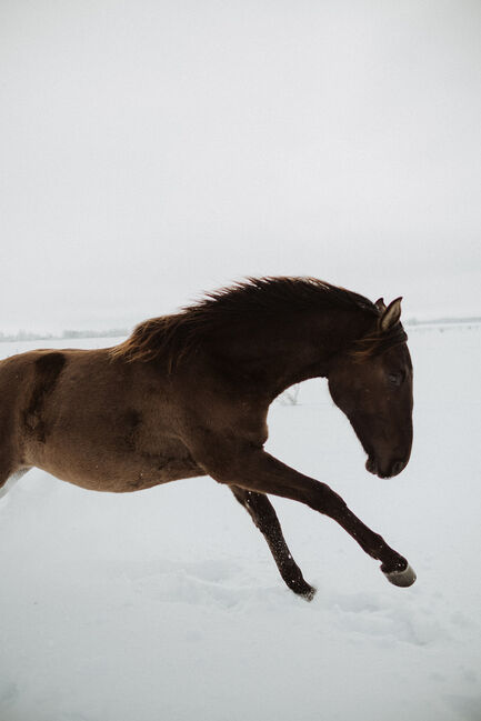 6yo PRE/Hannover mix gelding Lord of Peace, Laima Piliņa, Pferd kaufen, Bauska, Abbildung 3