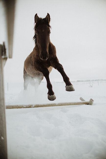 6yo PRE/Hannover mix gelding Lord of Peace, Laima Piliņa, Pferd kaufen, Bauska, Abbildung 9