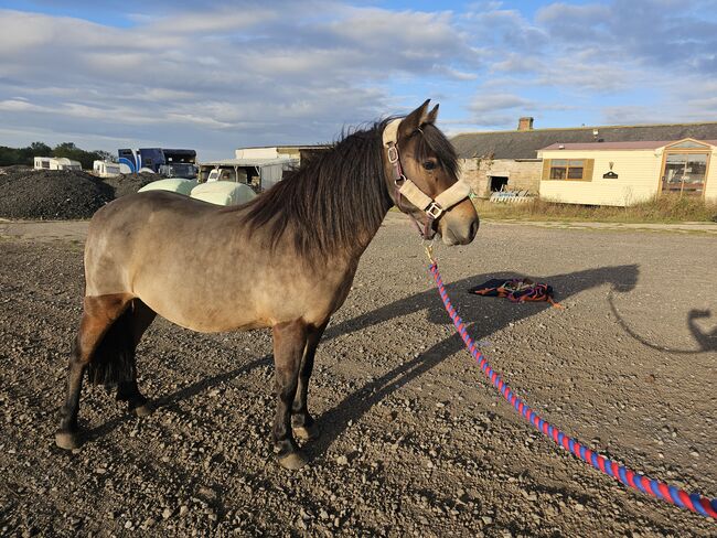 6yr old dartmoor hill mare, Angela Foster, Horses For Sale, Morpeth 