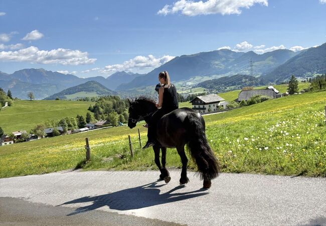 7 jährige Friesenstute, Silvia, Horses For Sale, Irdning, Image 6