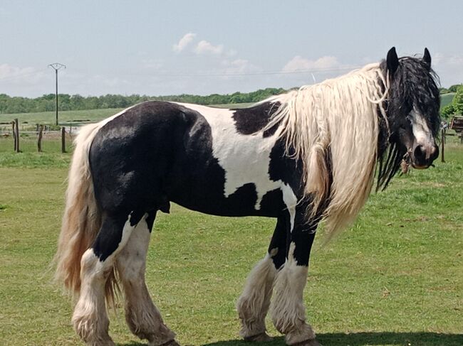 7 Jahre alter Iris Cob Hengst gekört, Verena Amacker, Horses For Sale, Genevrey, Image 3