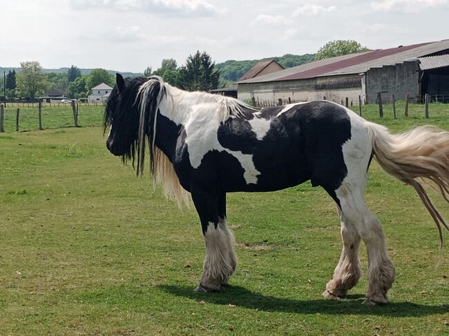 7 Jahre alter Iris Cob Hengst gekört, Verena Amacker, Horses For Sale, Genevrey, Image 4