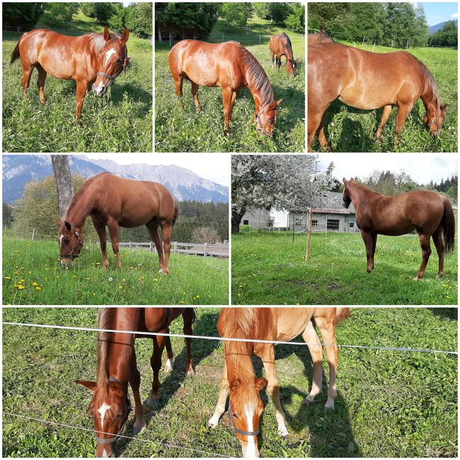 7 jährige Quarter Horse Stute sucht 5 ☆ Zuhause, Sarah, Horses For Sale, Hermagor