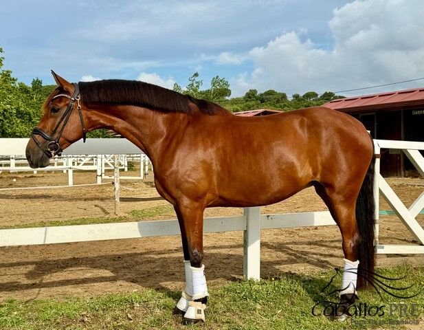 7 jährige CDE Stute - Level M - Londonderry x Lauries Crusador, Thomas Adams (Caballos PRE), Pferd kaufen, Bell