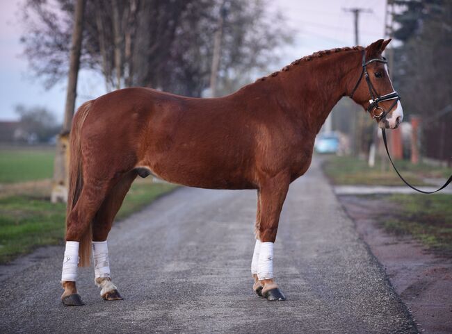 7-jahre wallach 148cm, Izmos, Pferd kaufen, Békésszentandrás