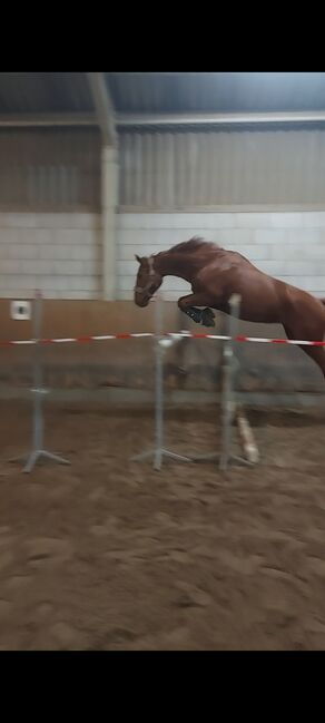7 Jahre alte stute springpferd Allrounder, Miriam Koch, Horses For Sale, Wiesbaden