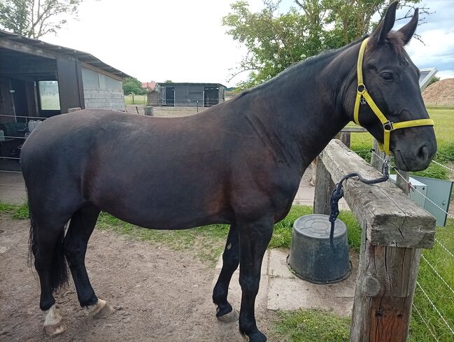 7 Jähriger Wallach polnisches Warmblut, TaBe, Horses For Sale, Lehrte