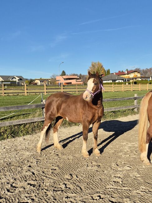 7 Jahre, 135cm Reitpony, Springpony, Westernpony, Karina Fischer, Konie na sprzedaż, DROBOLLACH 