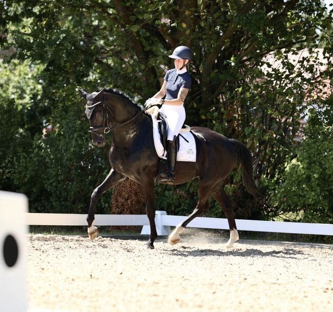 Lackschwarzer 7 jähriger Wallach sucht 5* Zuhause, Sarah olthoff , Konie na sprzedaż, Ringe 
