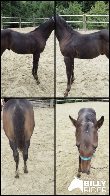 7 Monate alter Quarter Hengst, Sandra Dormayr, Pferd kaufen, Laussa, Abbildung 5