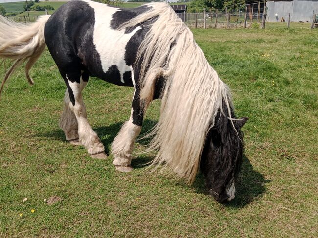 7 Jahre alter Iris Cob Hengst gekört, Verena Amacker, Horses For Sale, Genevrey, Image 5