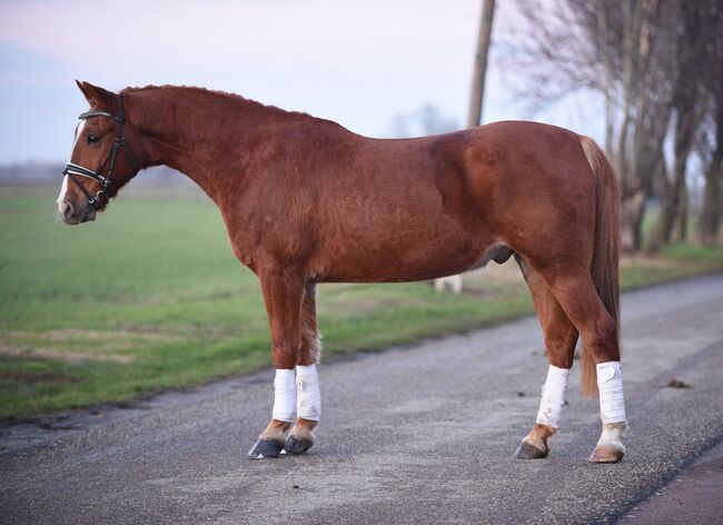 7-jahre wallach 148cm, Izmos, Horses For Sale, Békésszentandrás, Image 3