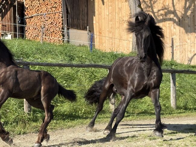 7 jährige Friesenstute, Silvia, Horses For Sale, Irdning, Image 2