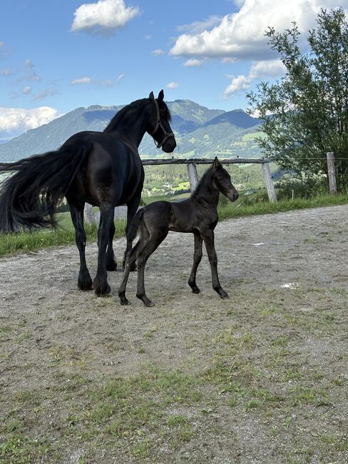 7 jährige Friesenstute, Silvia, Horses For Sale, Irdning, Image 2