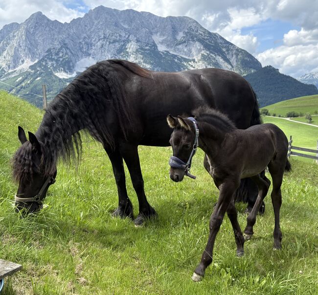 7 jährige Friesenstute, Silvia, Horses For Sale, Irdning, Image 3