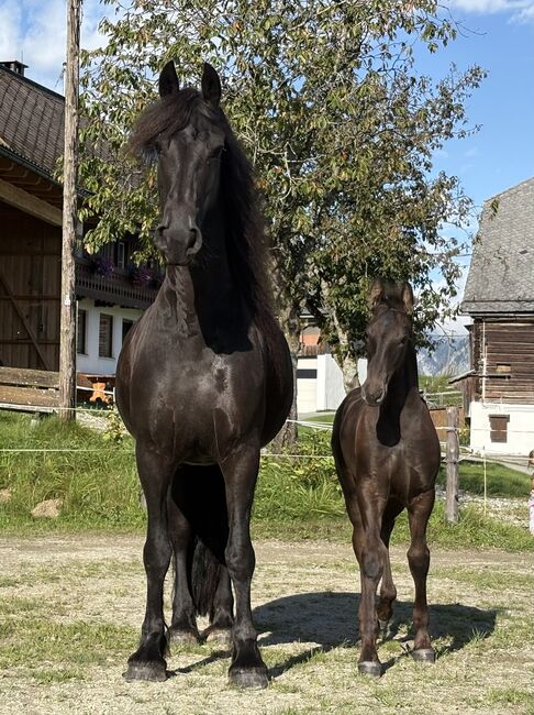 7 jährige Friesenstute, Silvia, Horses For Sale, Irdning, Image 3