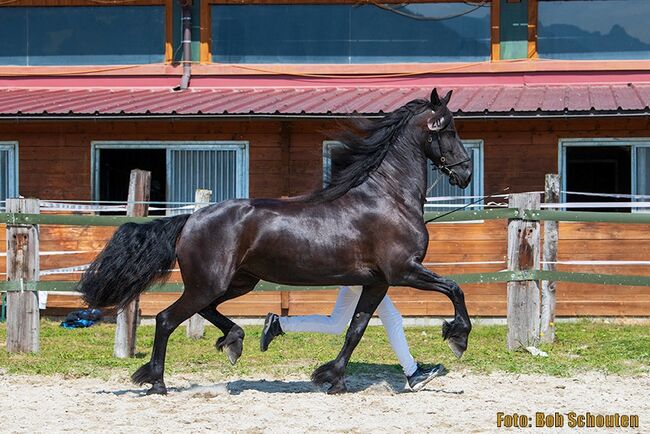 7 jährige Friesenstute, Silvia, Horses For Sale, Irdning