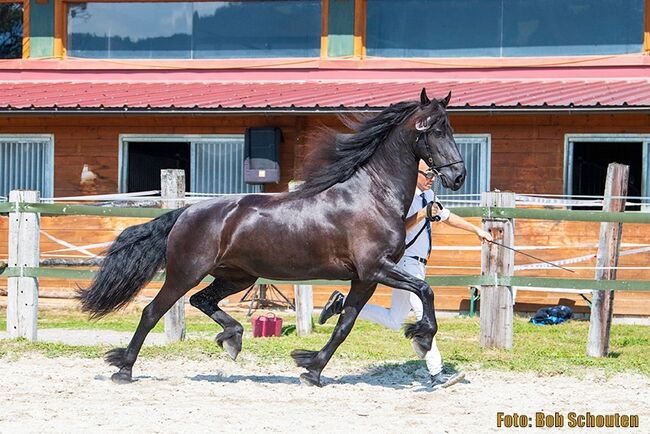 7 jährige Friesenstute, Silvia, Horses For Sale, Irdning, Image 4