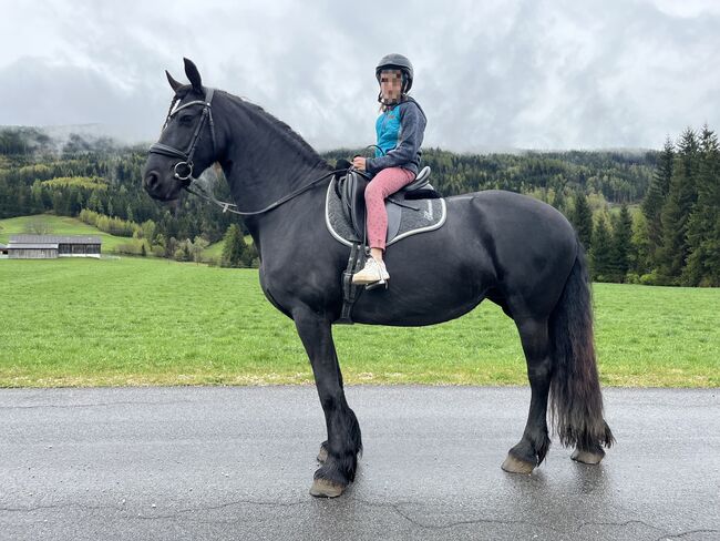 7 jährige Friesenstute, Silvia, Horses For Sale, Irdning, Image 5