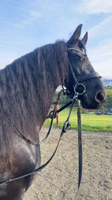 7 jährige Friesenstute, Silvia, Horses For Sale, Irdning, Image 7