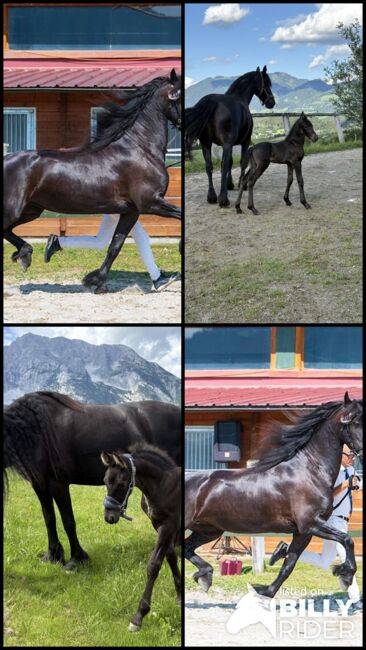 7 jährige Friesenstute, Silvia, Horses For Sale, Irdning, Image 9
