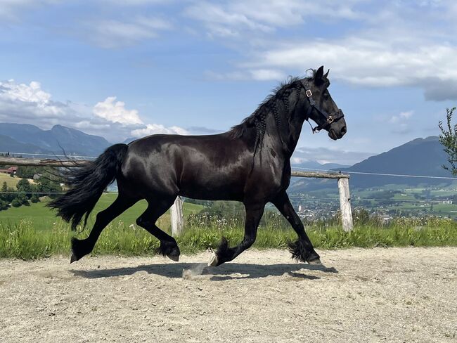 7 jährige Friesenstute, Silvia, Horses For Sale, Irdning, Image 8