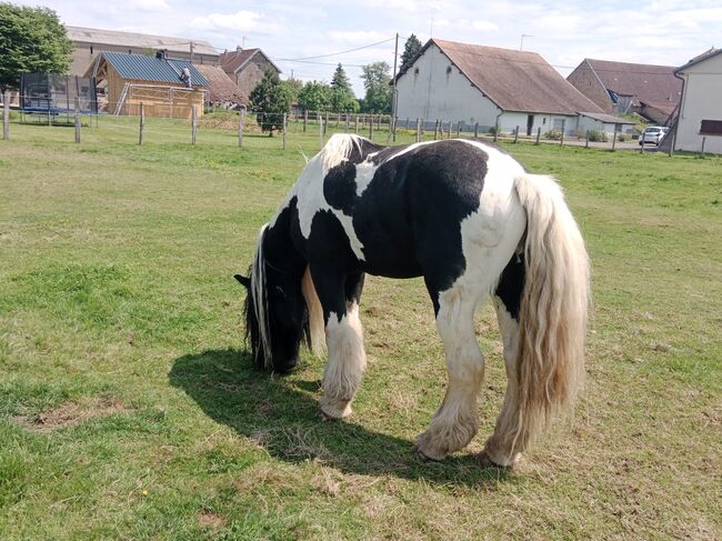 7 Jahre alter Iris Cob Hengst gekört, Verena Amacker, Horses For Sale, Genevrey, Image 2