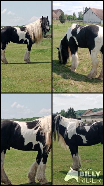7 Jahre alter Iris Cob Hengst gekört, Verena Amacker, Horses For Sale, Genevrey, Image 6