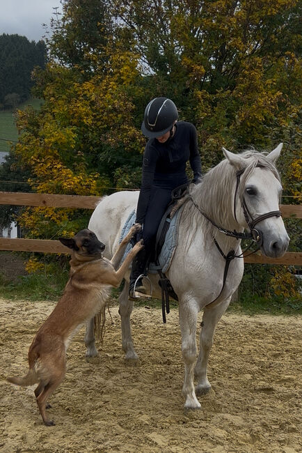 7-jährige liebe schwere Warmblutstute, Jeannine Piekenbrock, Horses For Sale, Meschede 
