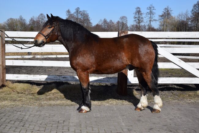 7-jähriger Polnische Kaltblut Wallach 1,66 Stm - Kutchepferd, Klara, Horses For Sale, Chelmno