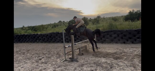 7 yo pony for big tracks, Alexandra Equine, Horses For Sale, Senovo