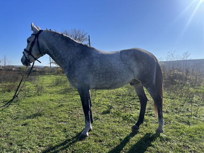 7yo gelding, Alex, Pferd kaufen, Ruse