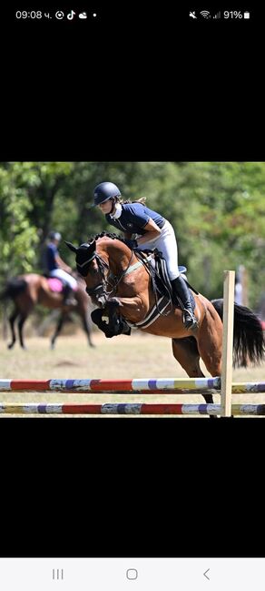 7yo hackney gelding, AlexZ, Konie na sprzedaż, Giurgiu