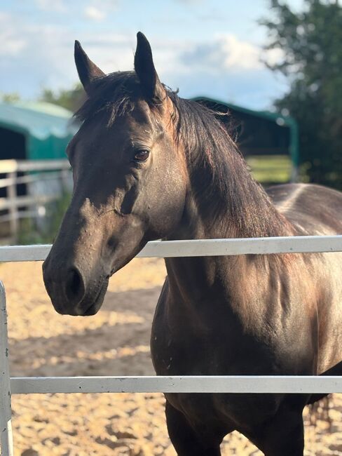 8,5 Jahre American Quarter Stute/ Zuchtstute, Nicole Leuther, Horses For Sale, Lorsch  