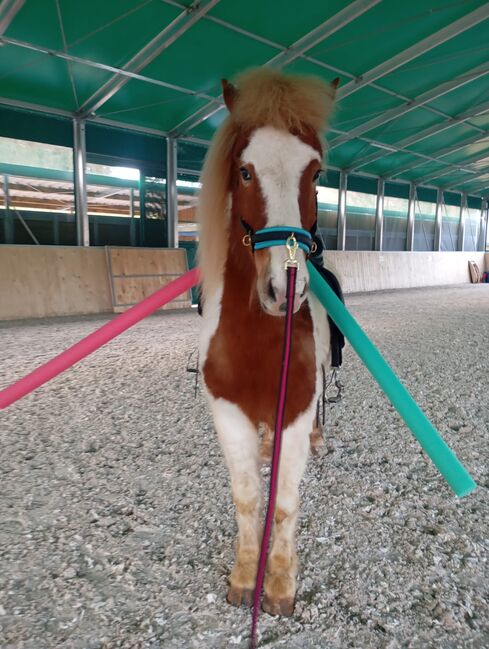 8jähriger Isländer Islandpferd, Pia, Horses For Sale, Egenhausen , Image 4