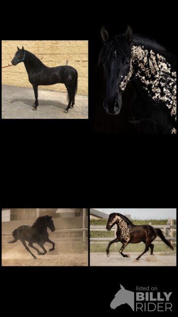 8 Jähriger PRE Wallach, Jacqueline Kornschober, Horses For Sale, Lannach, Image 9