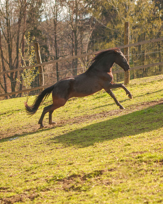 8 Jähriger PRE Wallach, Jacqueline Kornschober, Horses For Sale, Lannach, Image 7